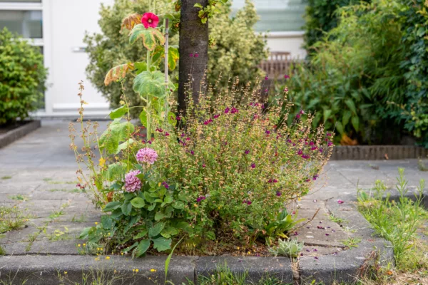 Van kale boomspiegel naar kleurrijk boomtuintje Van kale boomspiegel naar kleurrijk boomtuintje